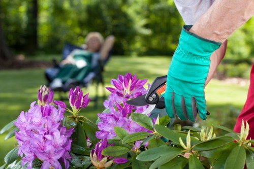 Stump grinding and tree removal services in Canning Town