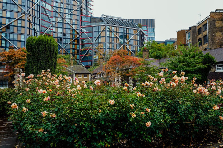 A vibrant urban garden in Canning Town, featuring a lush bed of pink and peach roses in full bloom with delicate petals and glossy green leaves, bordered by a paved pathway. Behind the roses, mature t