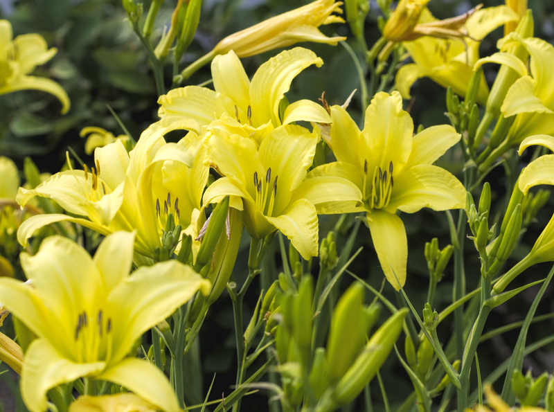garden design garden care